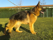 testo